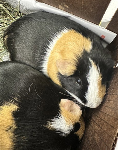NUNI, a guinea pig for adoption from Montgomery County Animal Services and Adoption Center