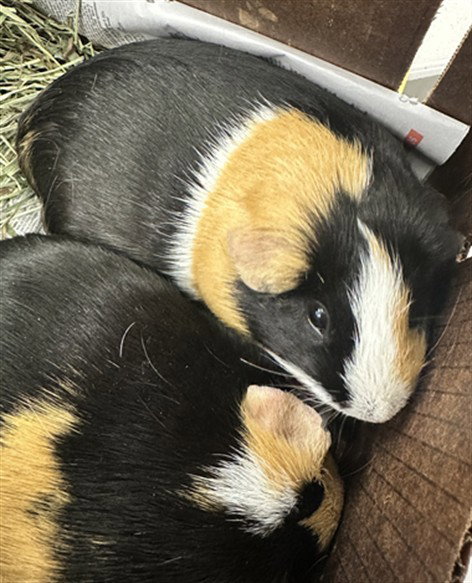 LULI, a guinea pig for adoption from Montgomery County Animal Services and Adoption Center