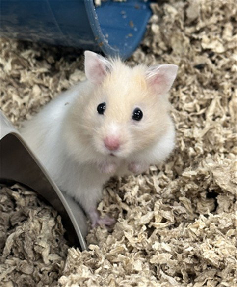MOCHII, a hamster for adoption from Montgomery County Animal Services and Adoption Center
