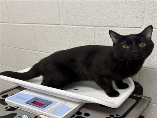 *JACK SKELLINGTON, a cat for adoption from Montgomery County Animal Services and Adoption Center