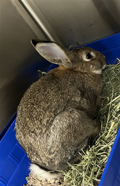 *CADBUNNY, a rabbit for adoption from Montgomery County Animal Services and Adoption Center