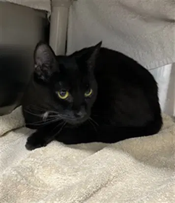 La Perla - Domestic Short Hair