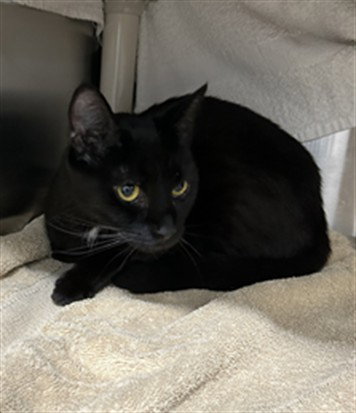 *LA PERLA, a Domestic Short Hair (medium coat) cat for adoption in Derwood, MD