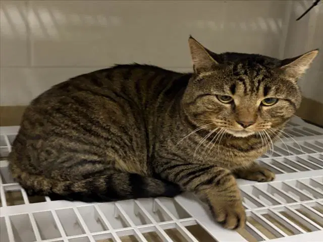 Bruno - Domestic Short Hair