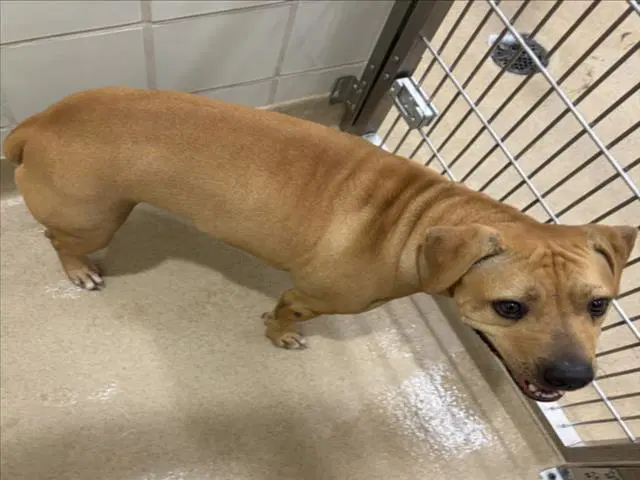 Rosie - Labrador Retriever