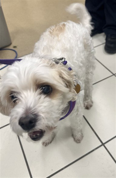 ROY, a Maltese / Poodle (Miniature) / Mixed (medium coat) dog for adoption in Derwood, MD