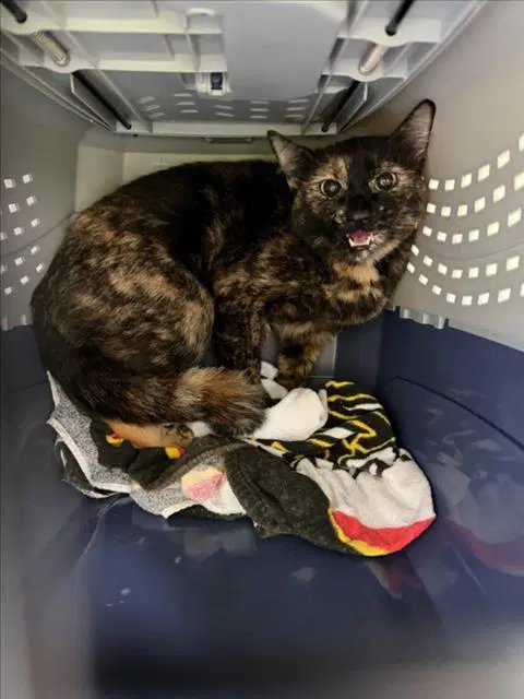 Jubilee - Domestic Short Hair