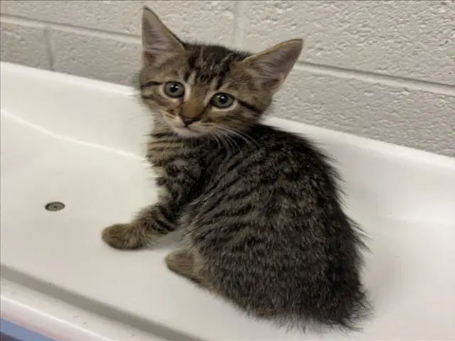 Apple - Domestic Short Hair