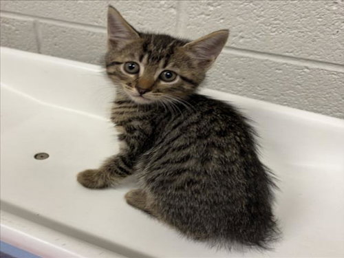 *APPLE, a Domestic Short Hair (medium coat) cat for adoption in Derwood, MD