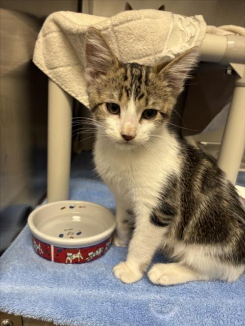 NATHAN, a Domestic Short Hair (medium coat) cat for adoption in Derwood, MD