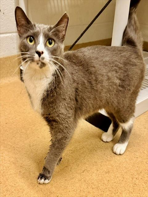 *AUTUMN BREEZE, a Domestic Short Hair (medium coat) cat for adoption in Derwood, MD