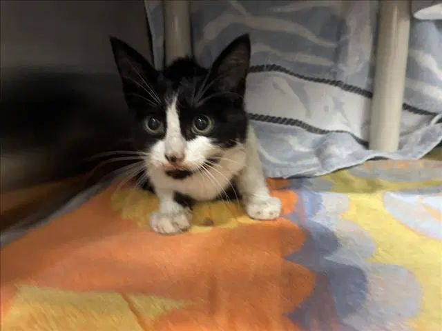 Bucky - Domestic Short Hair