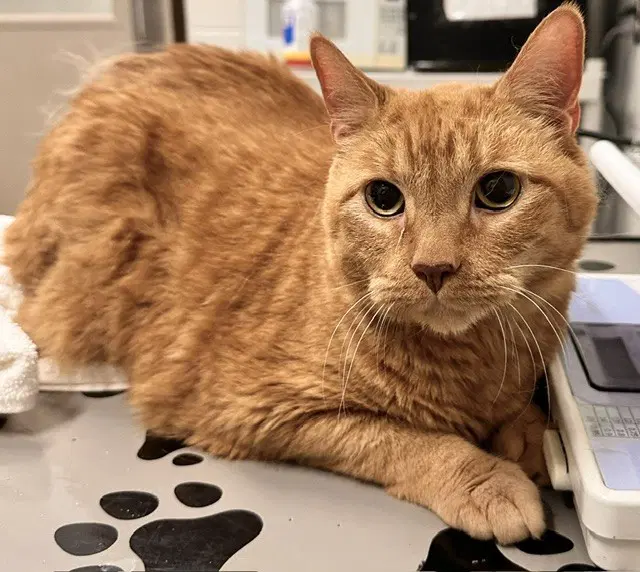 Koi - Domestic Short Hair