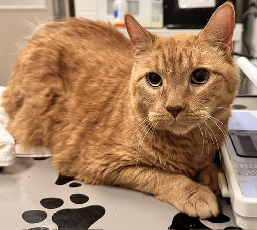 KOI, a Domestic Short Hair (medium coat) cat for adoption in Derwood, MD