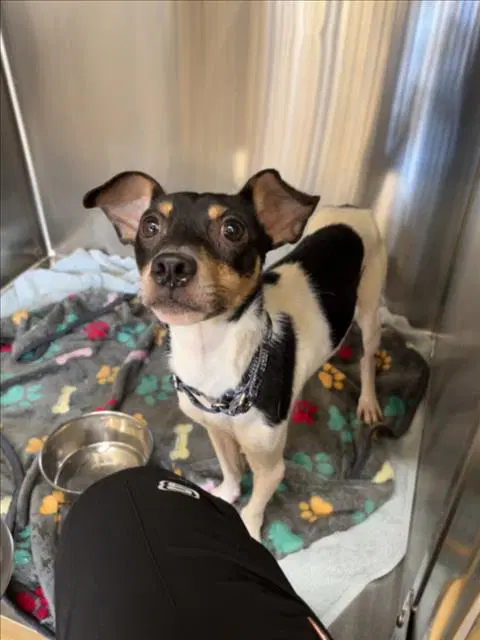 Ace Ventura - Rat Terrier