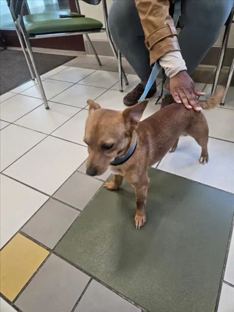Peanut - Chihuahua