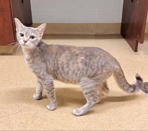 *ZUMBA, a Domestic Short Hair (medium coat) cat for adoption in Derwood, MD