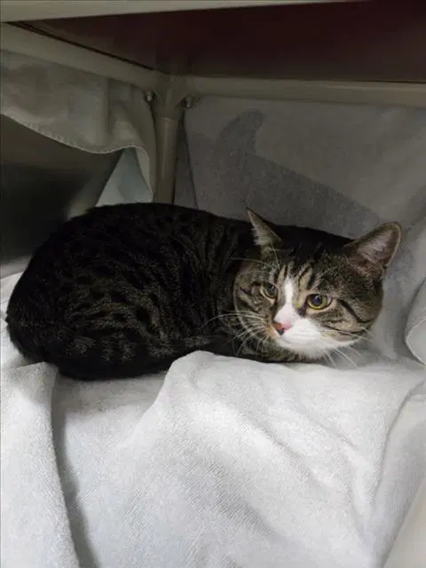 Leo - Domestic Short Hair