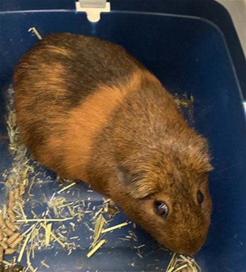 JUPITER/JUPY, a Guinea Pig (medium coat) other pet for adoption in Derwood, MD