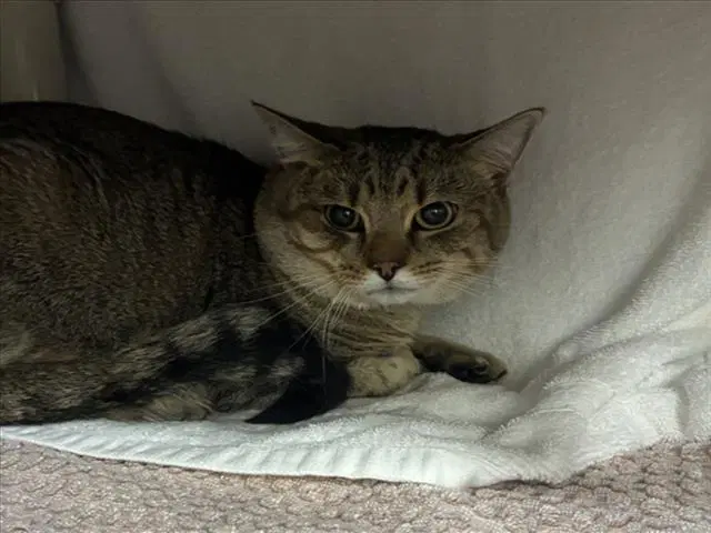 Zimo - Domestic Short Hair