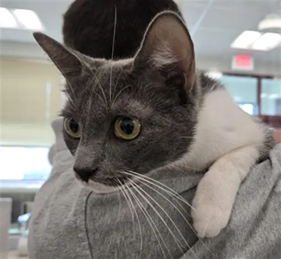 Olive Garden - Domestic Short Hair
