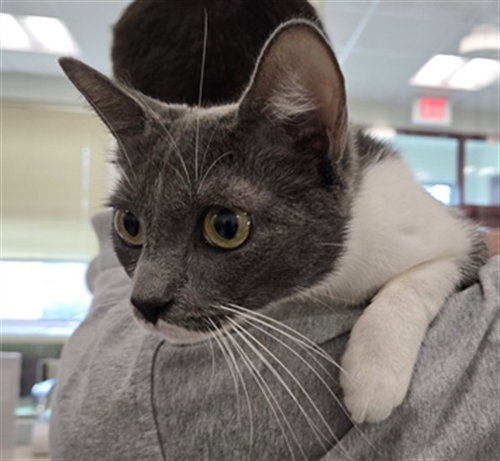 *OLIVE GARDEN, a Domestic Short Hair (medium coat) cat for adoption in Derwood, MD