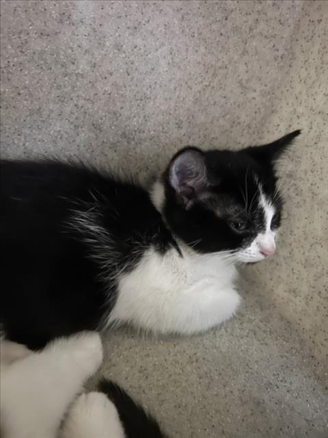 *SOUP OR SALAD, a Domestic Short Hair (medium coat) cat for adoption in Derwood, MD