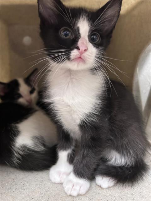 *NEVER ENDING PASTA, a Domestic Short Hair (medium coat) cat for adoption in Derwood, MD