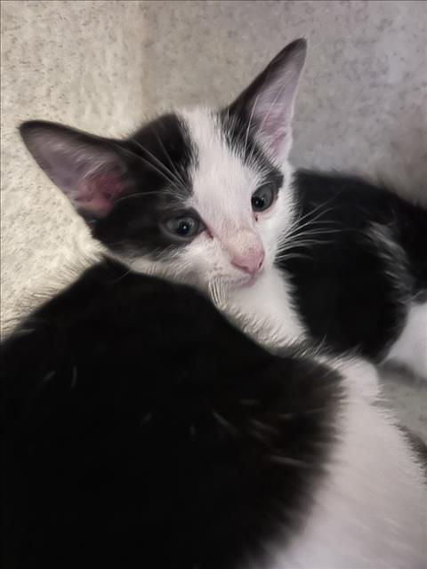 *NEVER ENDING BREADSTIX, a Domestic Short Hair (medium coat) cat for adoption in Derwood, MD