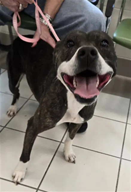 Tam - American Pit Bull Terrier