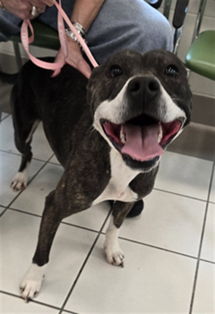 *TAM, an American Pit Bull Terrier / Mixed (medium coat) dog for adoption in Derwood, MD