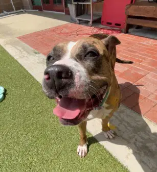 Champagne - American Bulldog