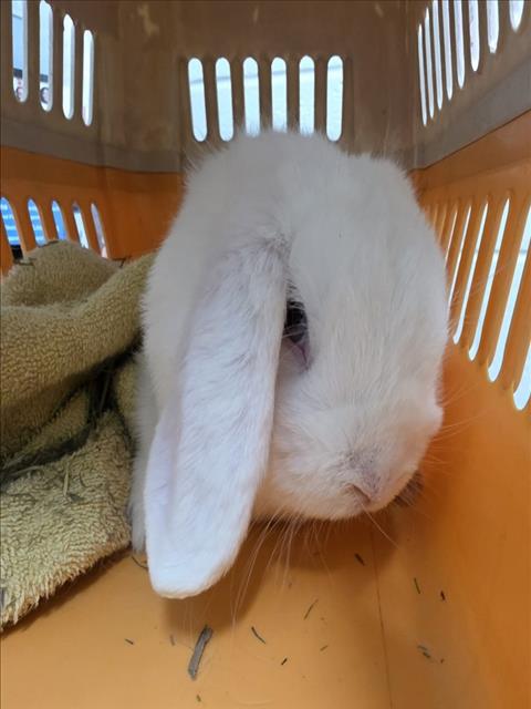 GIBBY, a Holland Lop (medium coat) rabbit for adoption in Derwood, MD