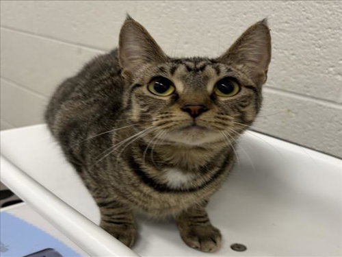 *SASSY, a Domestic Short Hair (medium coat) cat for adoption in Derwood, MD