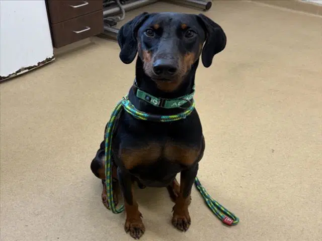 Jordan - Doberman Pinscher