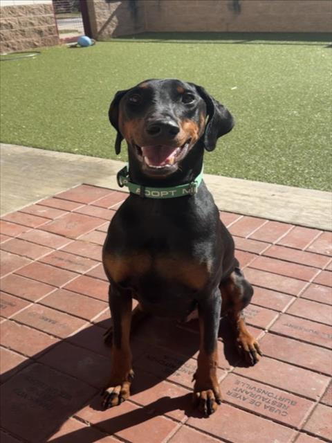 Jordan, Doberman Pinscher (medium coat)