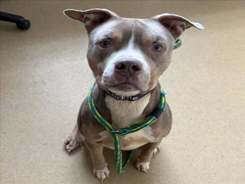 *DOBIE, an American Pit Bull Terrier / Mixed (medium coat) dog for adoption in Derwood, MD