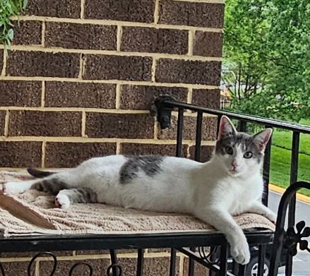 *MAISY, a Domestic Short Hair (medium coat) cat for adoption in Derwood, MD