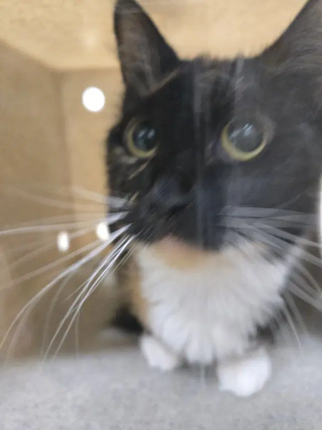 Supernova - Domestic Short Hair