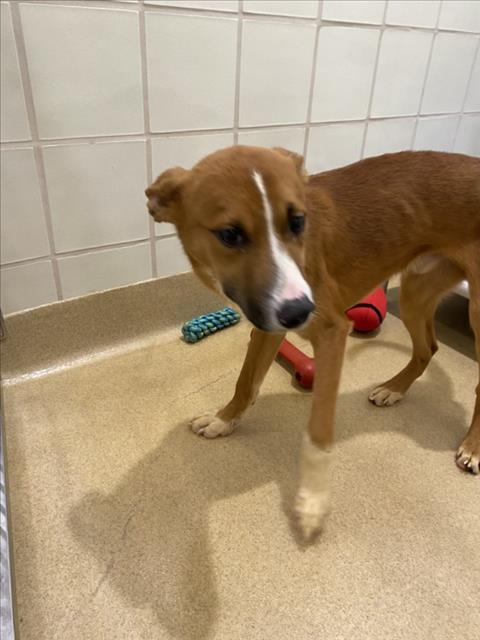 *ROWAN, a German Shepherd Dog / Mixed (medium coat) dog for adoption in Derwood, MD