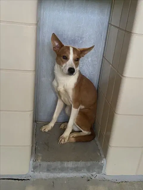 Koda - Basenji