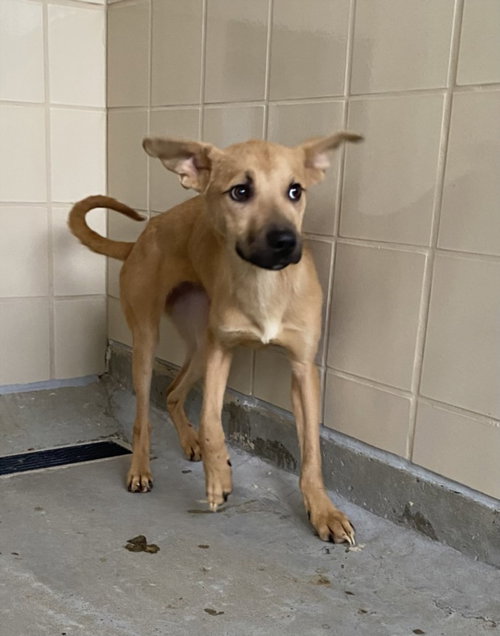 *NYX, a German Shepherd Dog / Mixed (medium coat) dog for adoption in Derwood, MD