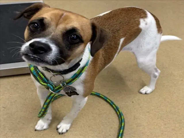 Rusty - Jack Russell Terrier (Parson Russell Terrier)