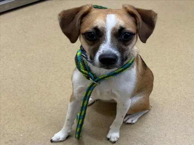 Jaxson - Jack Russell Terrier (Parson Russell Terrier)