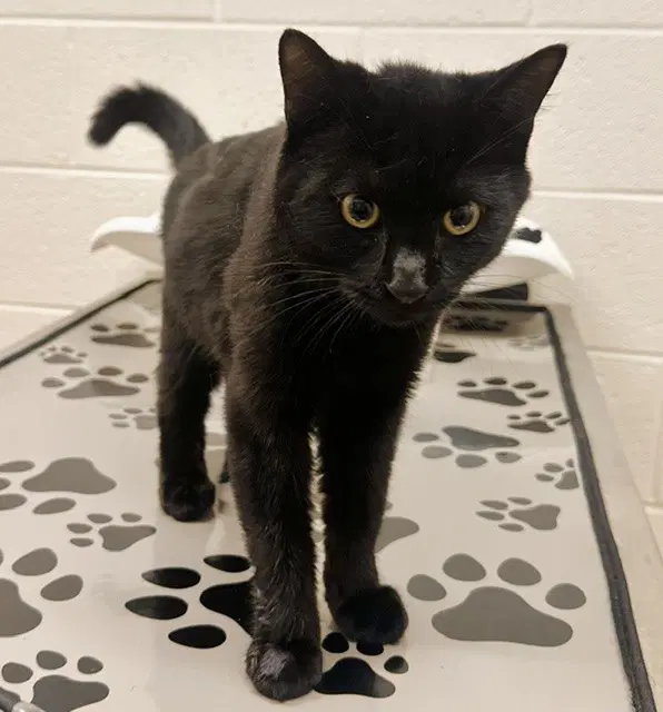 Sebastian - Domestic Short Hair