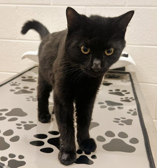 *SEBASTIAN, a Domestic Short Hair (medium coat) cat for adoption in Derwood, MD