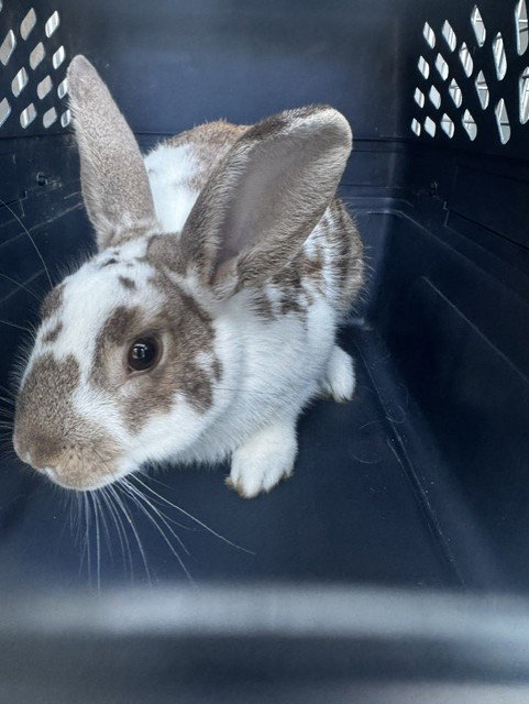 *HEIM, a Shorthaired Rabbit (medium coat) rabbit for adoption in Derwood, MD