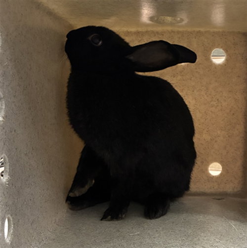 *BUNNICULA, a Shorthaired Rabbit (medium coat) rabbit for adoption in Derwood, MD