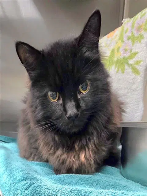 Furrlicia - Domestic Medium Hair