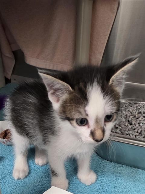 *MORPHEUS, a Domestic Short Hair (medium coat) cat for adoption in Derwood, MD